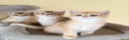 British gatti in vendita: Stupendi cuccioli di british shorthair golden NY12 - Annuncio 4