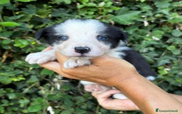 Border Collie cani in vendita: Cuccioli Border collie linea da lavoro  a Provincia di Modena - Immagine 12