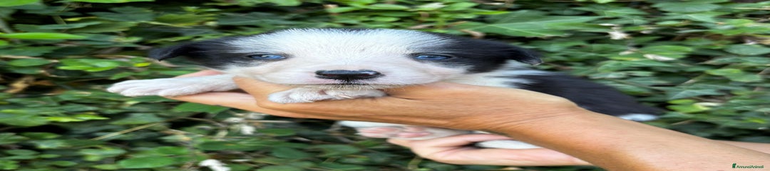 Border Collie Cucciolo 5
