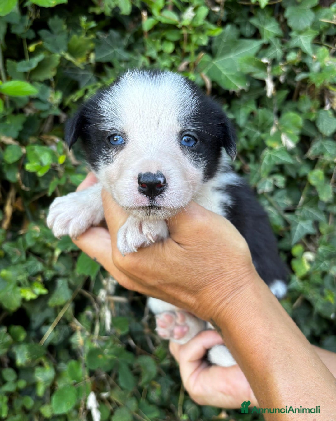 Border Collie cani in vendita: Cuccioli Border collie linea da lavoro  a Provincia di Modena - Immagine 12