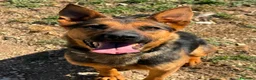 Pastore Tedesco cani in regalo: Pepita  a Città Metropolitana di Bari - Annuncio 5