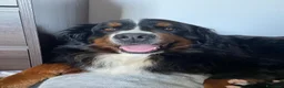 Bovaro del Bernese cani in vendita: Disponibile cucciolo bovaro del bernese  - Annuncio 2