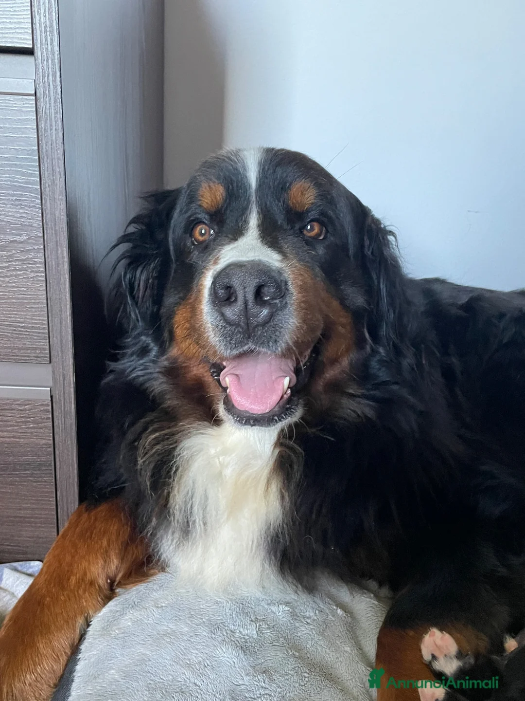 Bovaro del Bernese cani in vendita: Disponibile cucciolo bovaro del bernese  - Annuncio 2