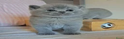 British gatti in vendita: Cucciolo British shorthair maschio blu 3 mesi - Annuncio 7