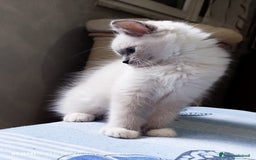 Ragdoll gatti in vendita: Ragdoll  cuccioli  a Torino - Immagine 8