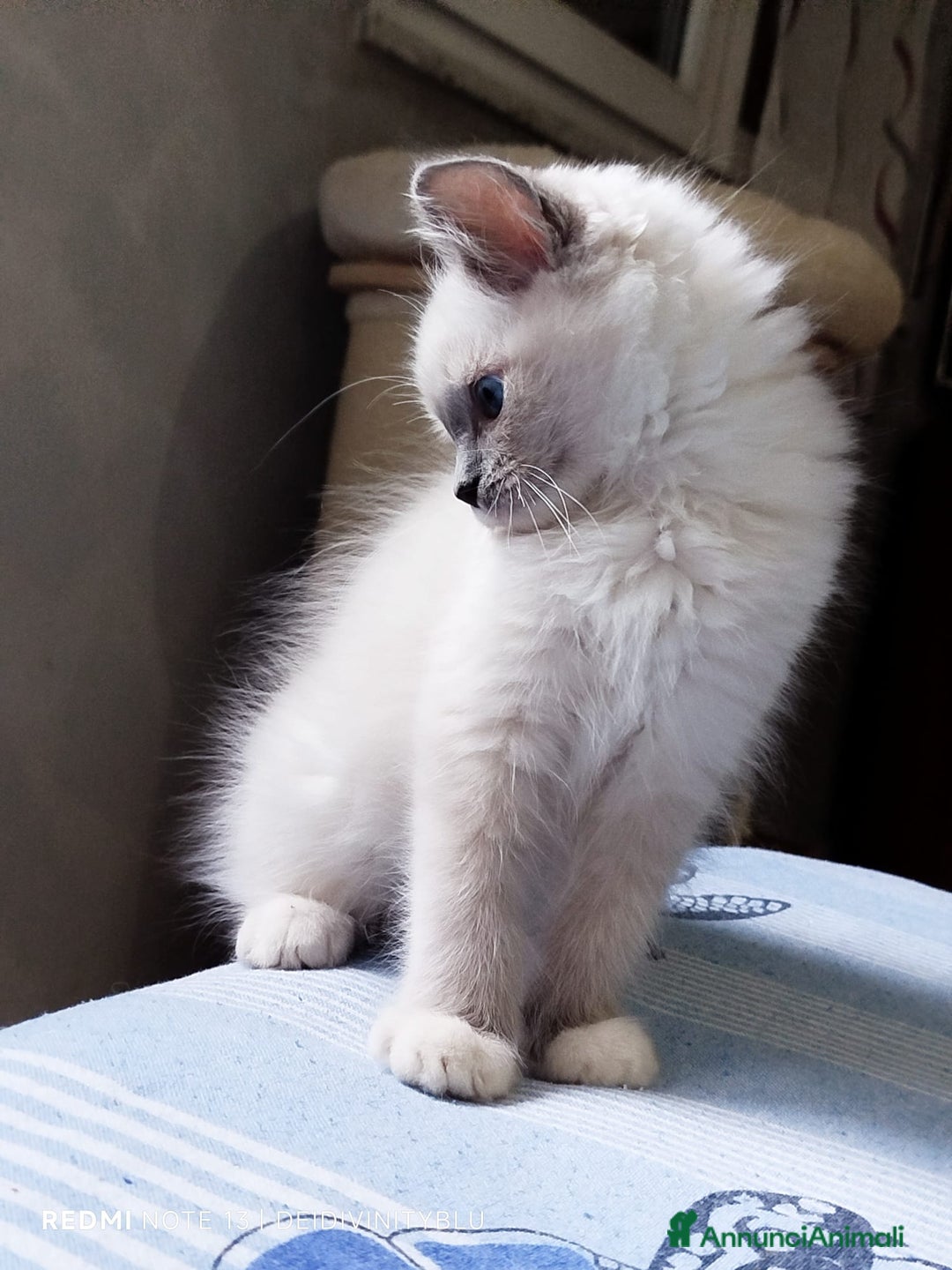 Ragdoll gatti in vendita: Ragdoll  cuccioli  a Torino - Immagine 8