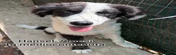 Meticcio cani in regalo: TANTI CUCCIOLI SOLI! - Annuncio 12