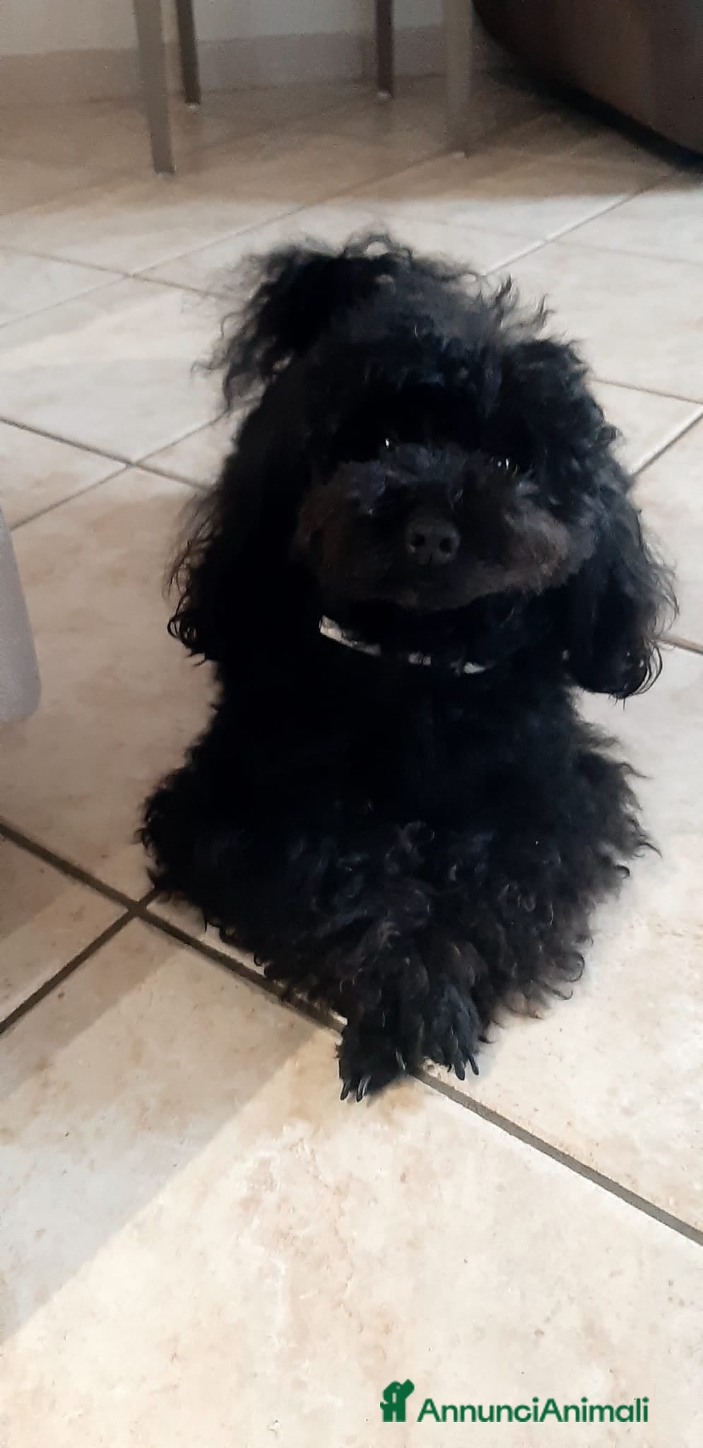 Barboncino Toy cani Vendo barboncini toy - Annuncio 1