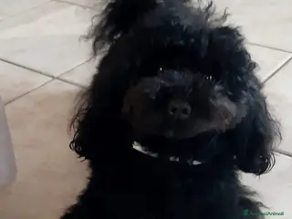 Barboncino Toy cani Vendo barboncini toy - Annuncio 1