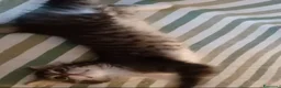 Meticcio gatti in regalo: GATTINI ADORABILI a Provincia di Monza e della Brianza - Annuncio 8