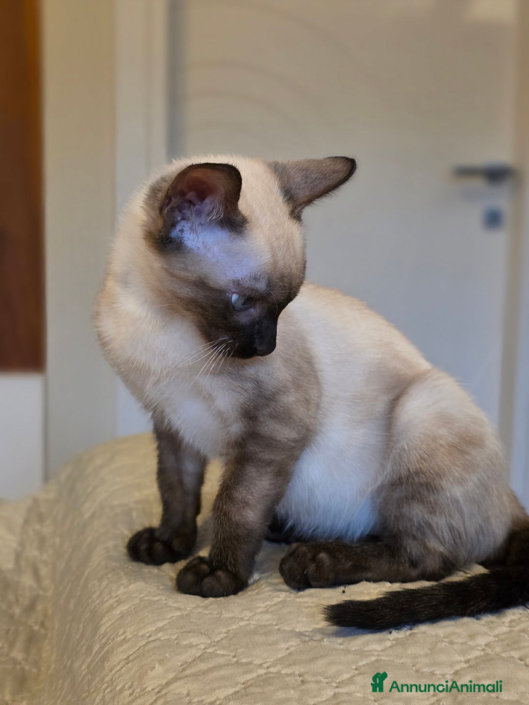 Bengala gatti in vendita: Cucciolo gatto bengala  - Annuncio 37