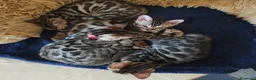 Bengala gatti in vendita: Cuccioli gattini bengale pronti - Annuncio 5