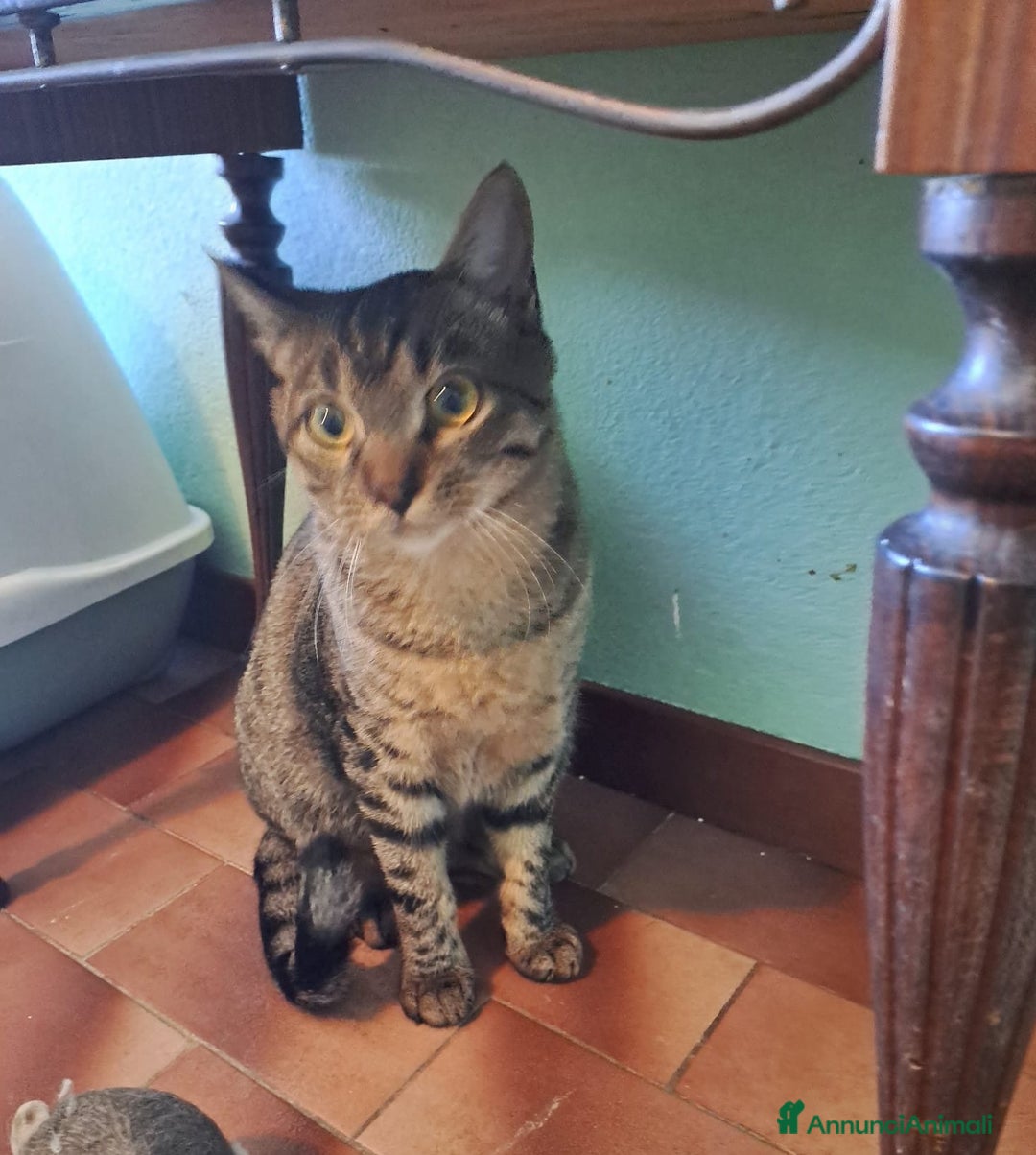 Europeo gatti in regalo: Adorabili gattini da adottare, GRACE e KEVIN! - Annuncio 9