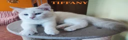 Ragdoll gatti in vendita: Ultima femmina di Razza Ragdoll disponibili - Annuncio 7
