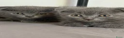 Scottish gatti in vendita: Scottish fold/straight  a Provincia di Pavia - Annuncio 5