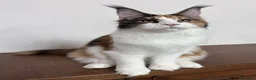 Maine Coon gatti in vendita: Cuccioli maine coon maschi - Annuncio 3