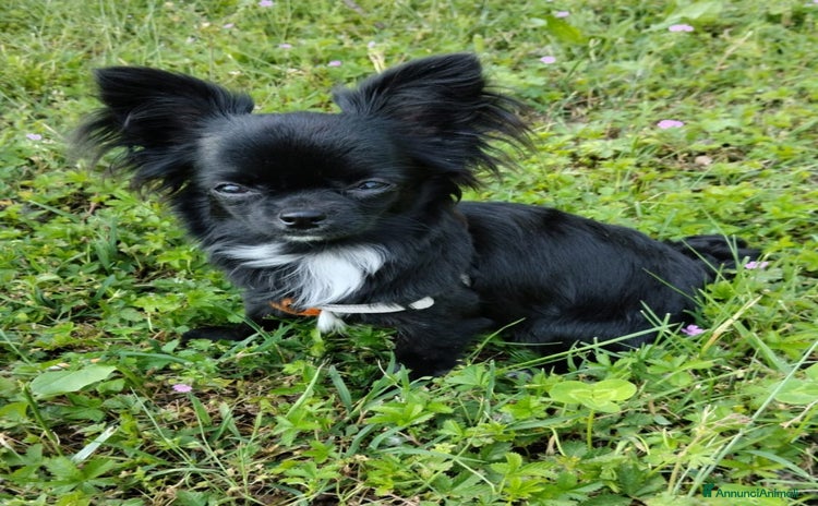 Chihuahua cani a Città metropolitana di Milano - Annuncio 2