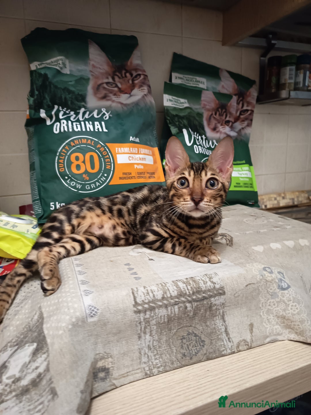 Bengala gatti in vendita: Brown Spotted  a Città metropolitana di Milano - Immagine 2
