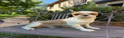 Shih Tzu cani in regalo: ShihTzu cucciolone - con RIMBORSO SPESE - Annuncio 2