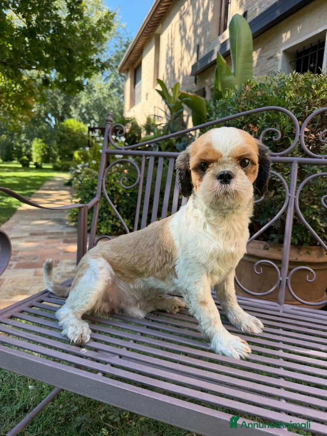 Shih Tzu cani in regalo: ShihTzu cucciolone - con RIMBORSO SPESE - Annuncio 2