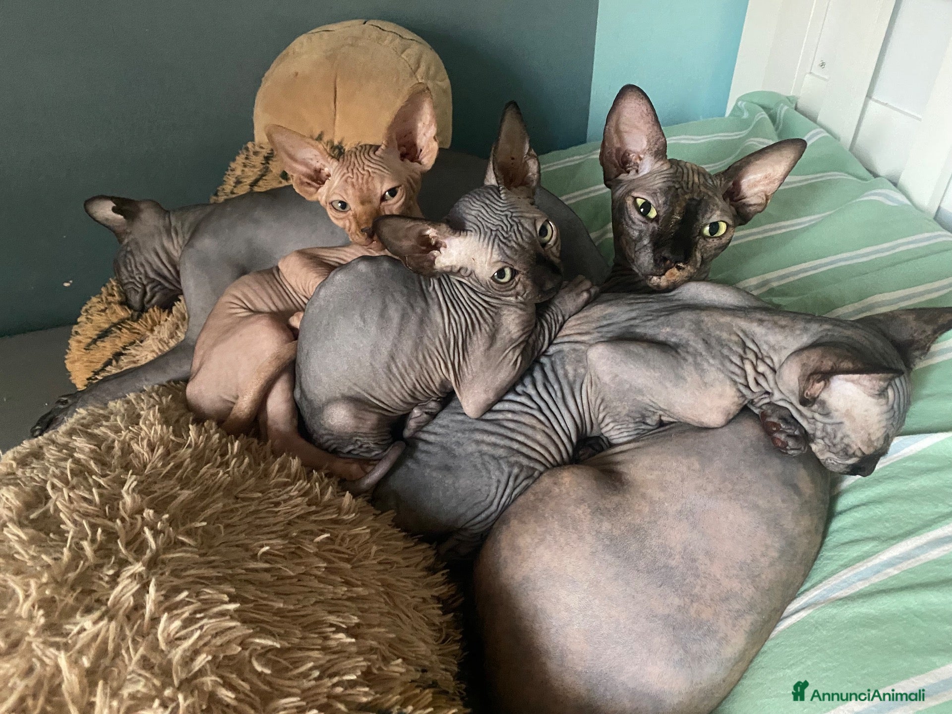 Sphynx gatti Cuccioli Sphynks  - Annuncio 2