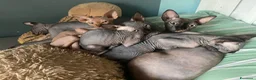 Sphynx gatti in vendita: Cuccioli Sphynks  - Annuncio 2