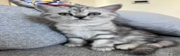Scottish gatti in vendita: Cuccioli di Scottish Fold / Highland Fold  - Annuncio 4