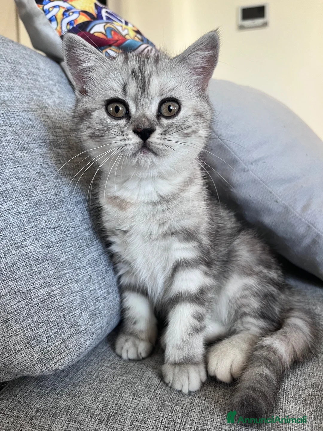 Scottish gatti in vendita: Cuccioli di Scottish Fold / Highland Fold  - Annuncio 4