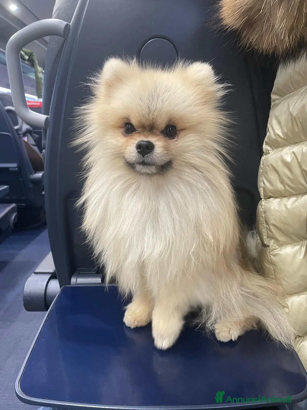 Volpino Pomerania cani per accoppiamento: Pomerania Orange Sable disponibile per Monta  a Ente di decentramento regionale di Udine - Annuncio 2