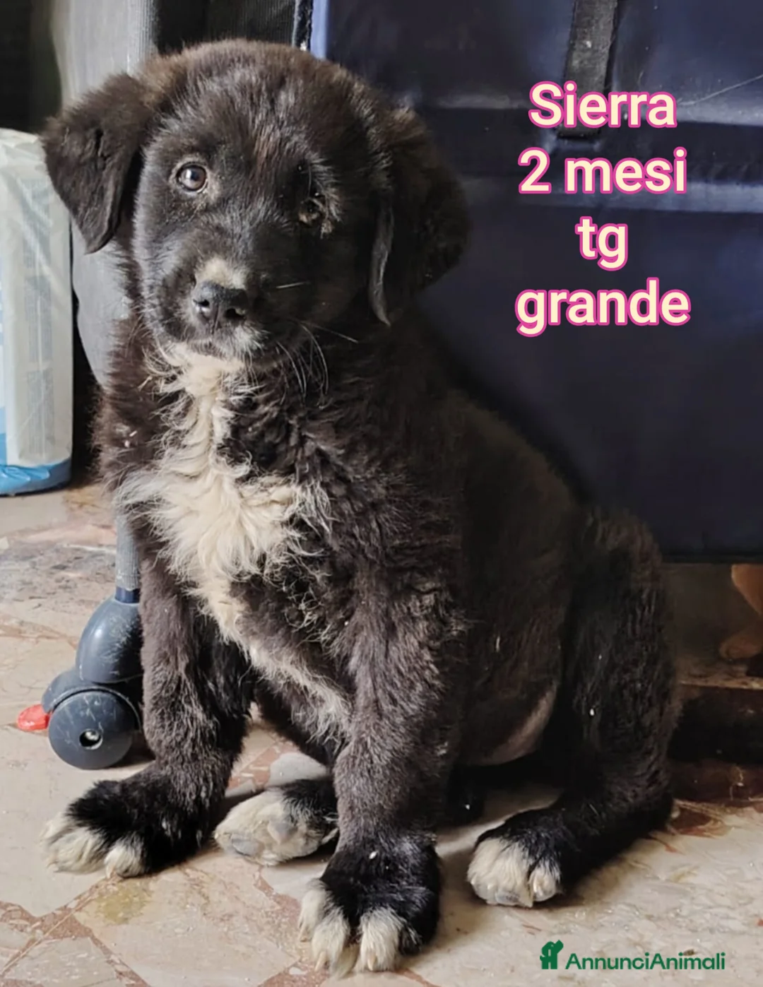 Meticcio cani in regalo: TANTI CUCCIOLI SOLI! a Provincia di Vicenza - Annuncio 11