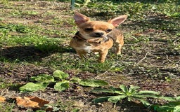 Chihuahua cani in vendita: Chihuahua femmina pedigree pelo corto fawn - Immagine 4