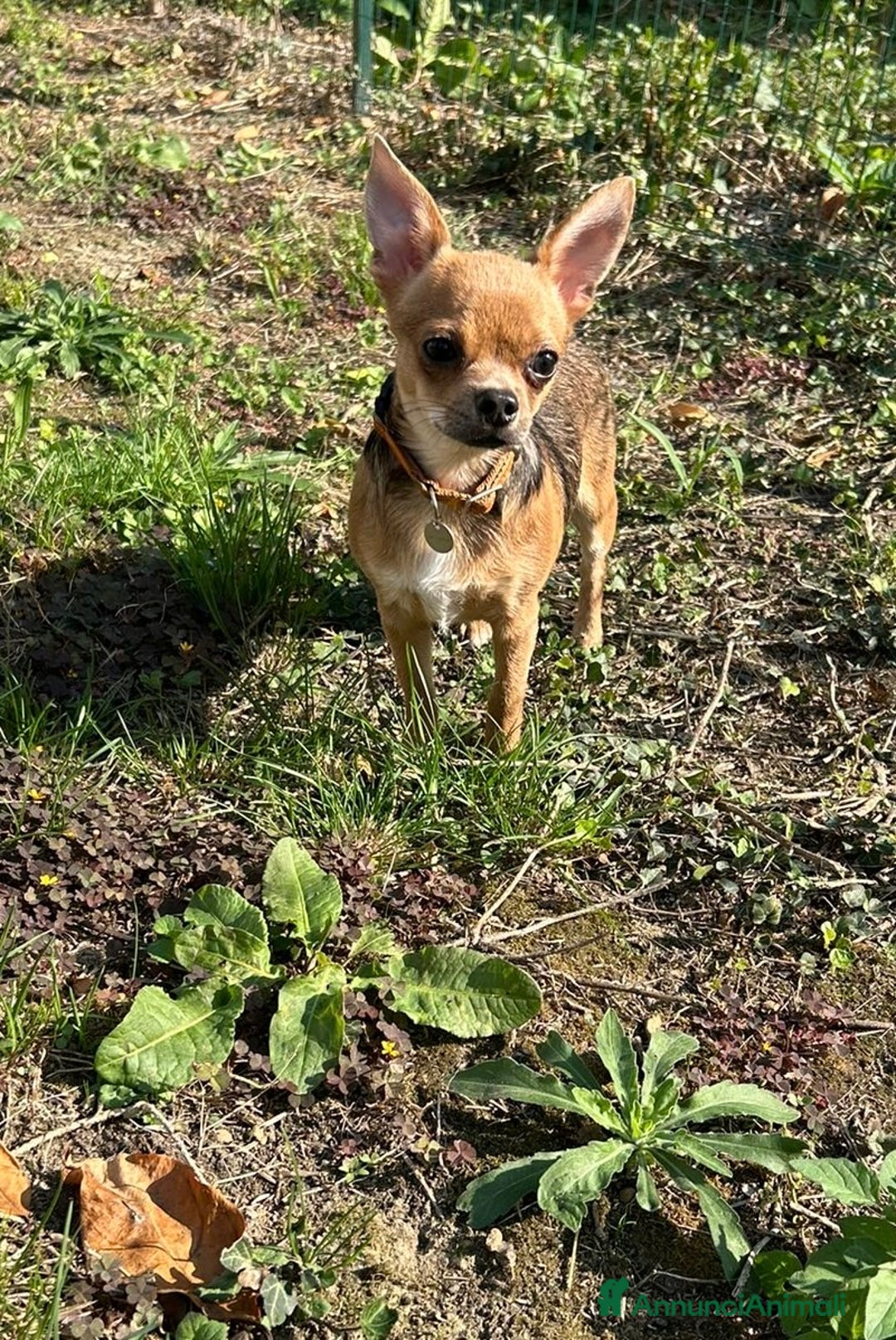 Chihuahua cani in vendita: Chihuahua femmina pedigree pelo corto fawn - Immagine 4