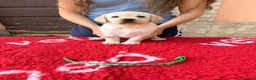Labrador cani in vendita: Cuccioli di Labrador - Annuncio 9