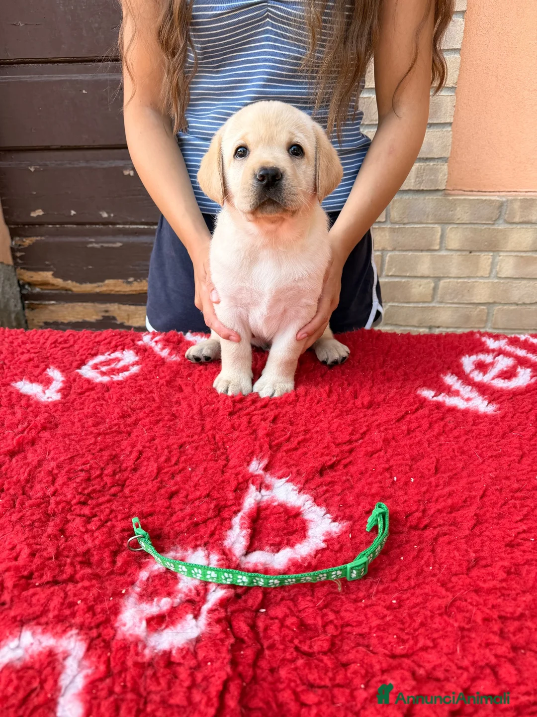 Labrador cani in vendita: Cuccioli di Labrador - Annuncio 9
