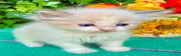 Ragdoll gatti in vendita: cucciola di ragdoll - Annuncio 1