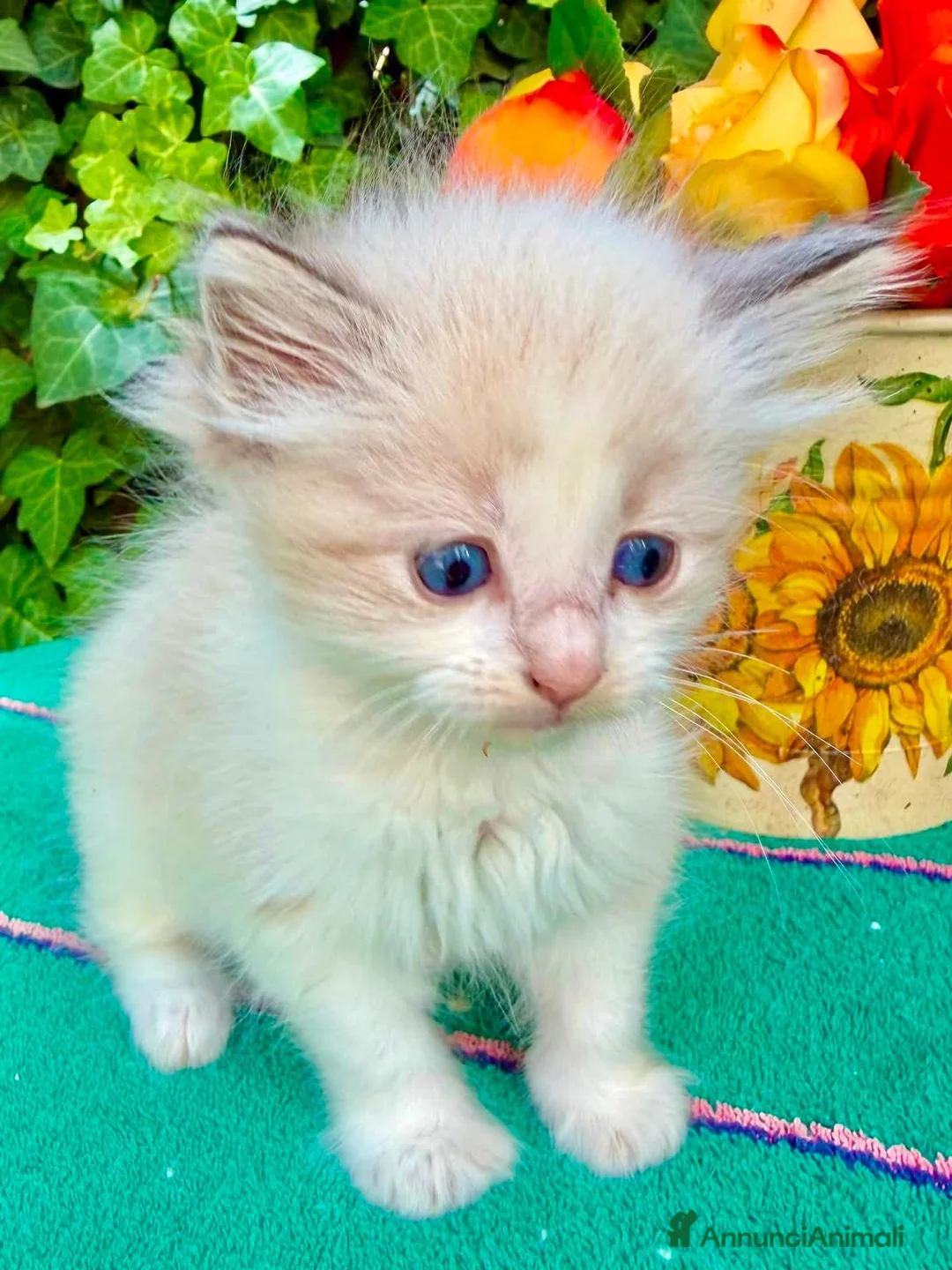 Ragdoll gatti in vendita: cucciola di ragdoll - Annuncio 1