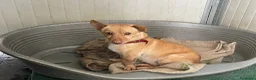 Meticcio cani in regalo: Ernesto: dolce monello taglia piccola  - Annuncio 1