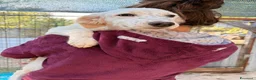 Setter Inglese cani in regalo: TENERISSIMA MIX SETTERINA - Annuncio 5