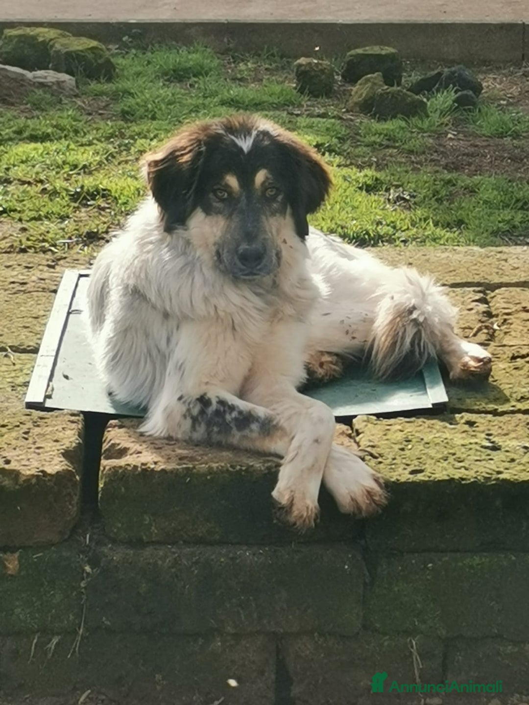 Meticcio cani in regalo: IL BEL MARZIO HA BISOGNO DI TE - Annuncio 3