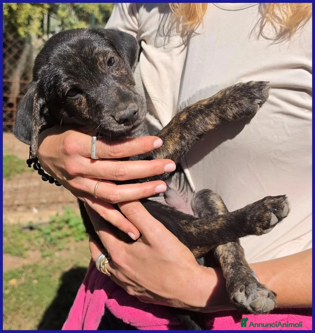 Meticcio cani in regalo: TIZZO, DOLCE CUCCIOLO 4 MESI SOPRAVVISSUTO AL FUOC - Annuncio 2