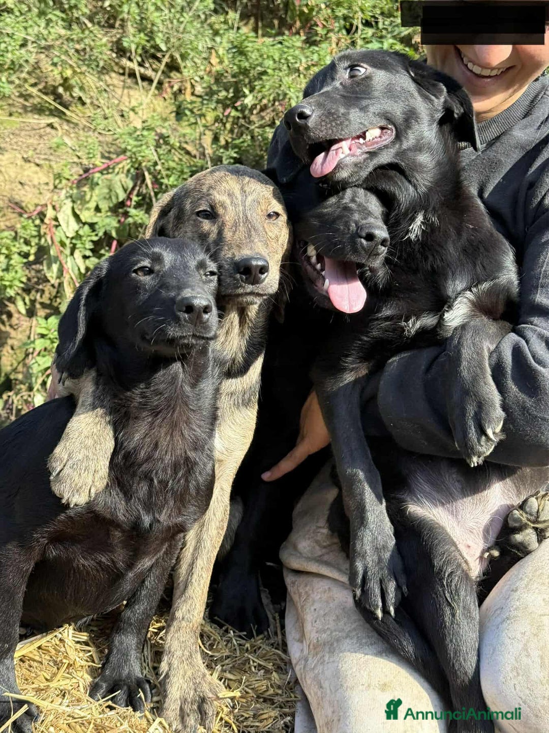 Meticcio cani in regalo: 4 CUCCIOLE tenerissime chiuse in canile! - Annuncio 7