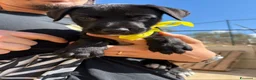 Meticcio cani in regalo: CARAMELLO, LEONE, BALOO, GINEVRA E MARTINA - Annuncio 4