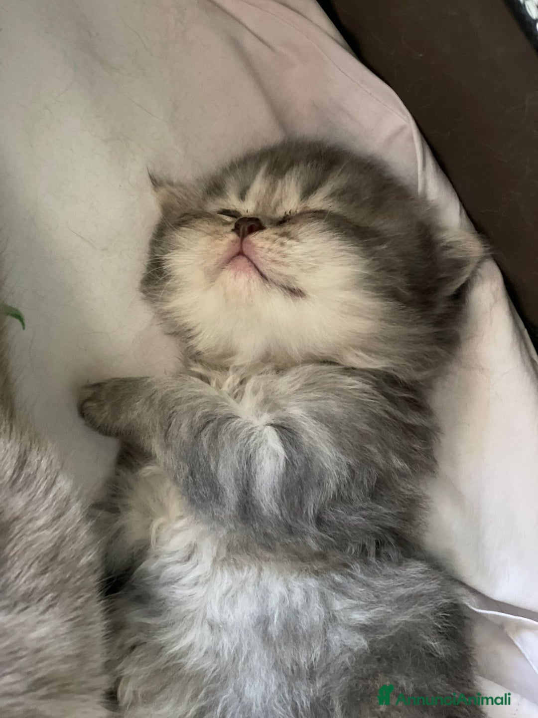 British gatti in vendita: Cuccioli British shorthair e longhair a Città metropolitana di Milano - Immagine 4