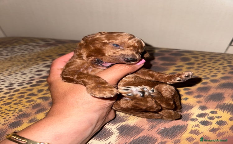 Barboncino Toy cani a Città Metropolitana di Napoli - Annuncio 18