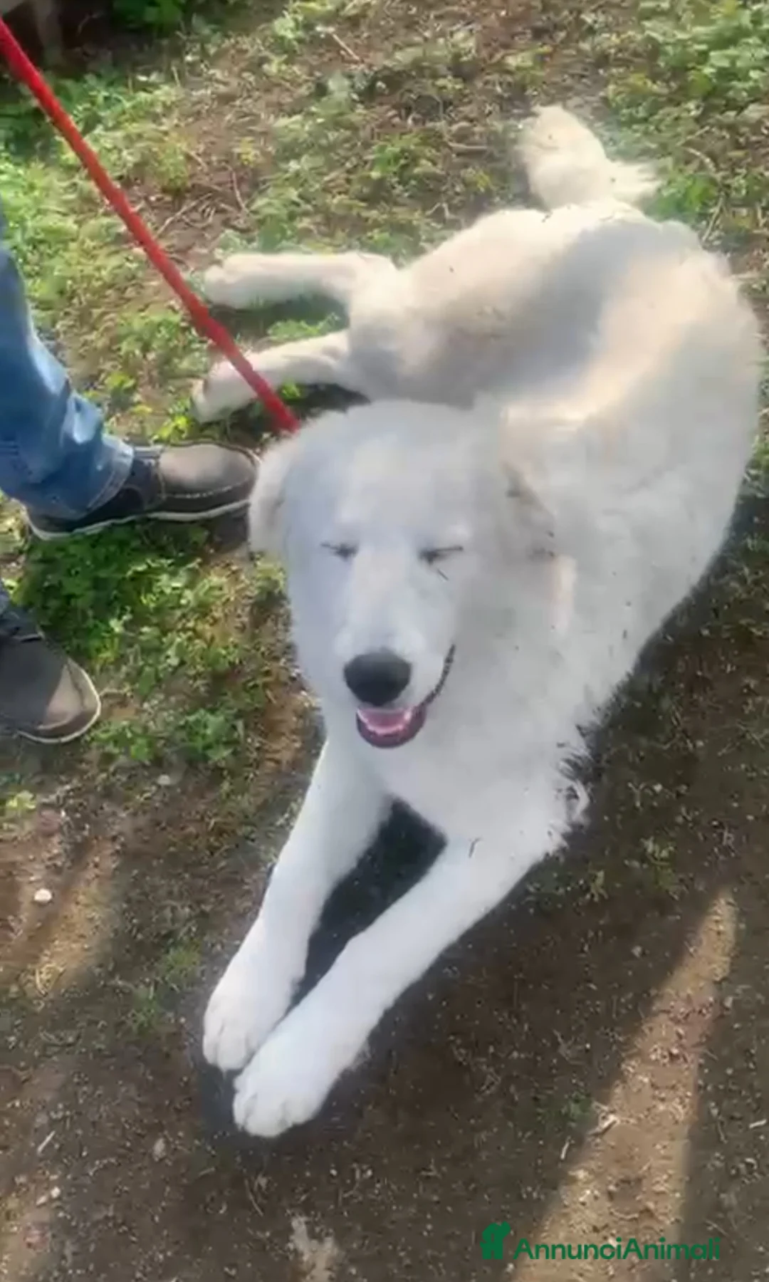 Pastore Maremmano cani in regalo: ZAMPALUNA CUCCIOLONA DOLCISSIMA - Annuncio 5