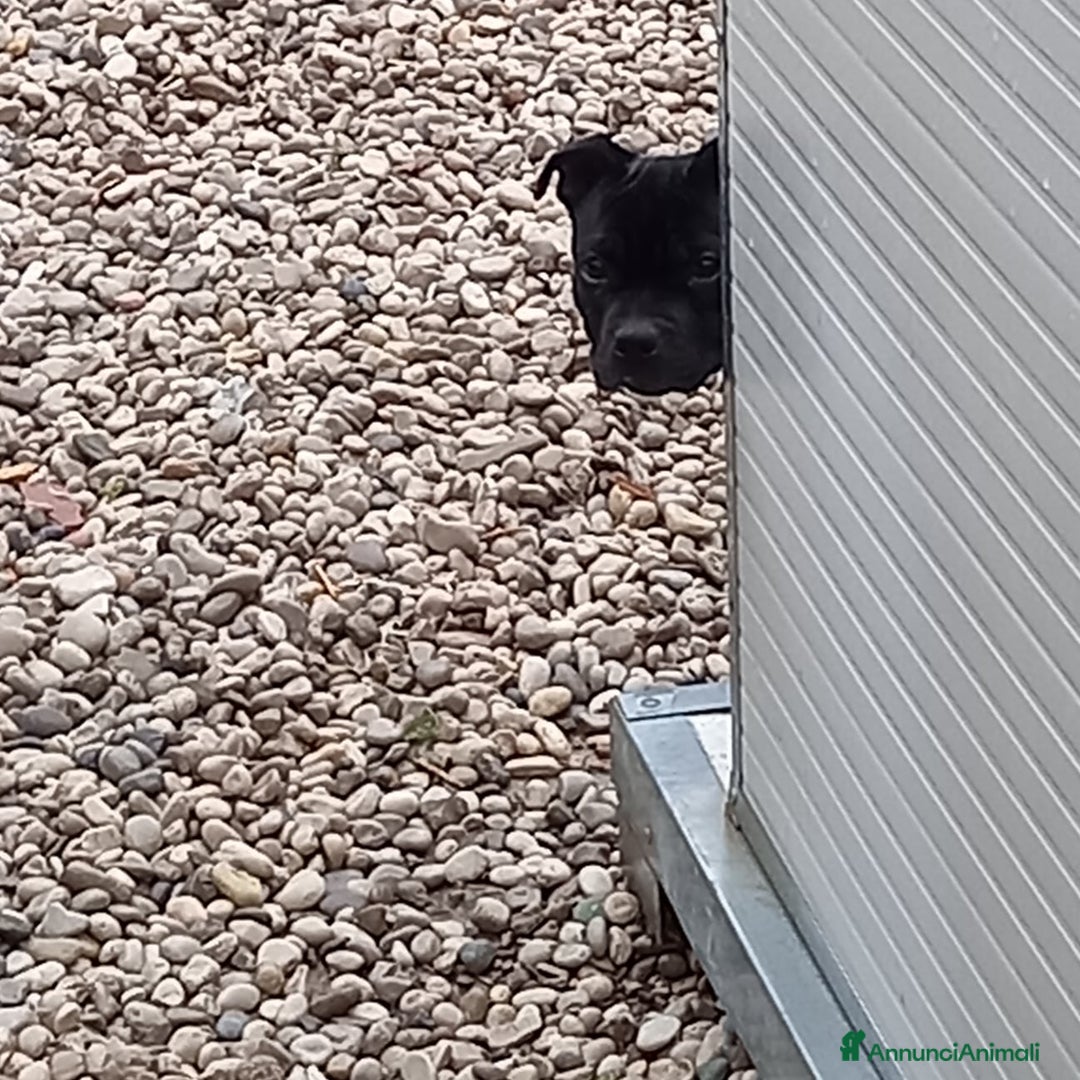 Immagine della galleria {{count}}