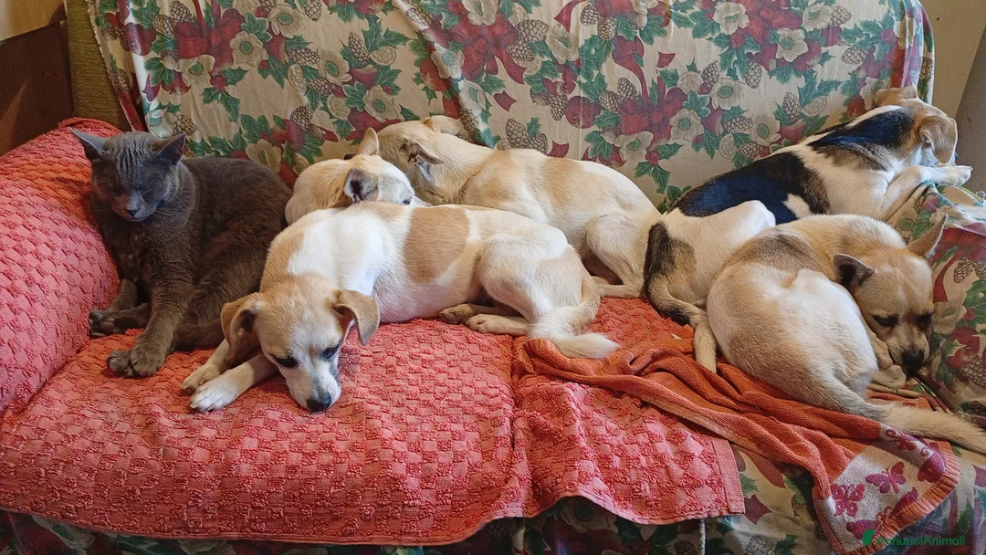 Meticcio cani in regalo: regalo cani di piccola taglia - Annuncio 1