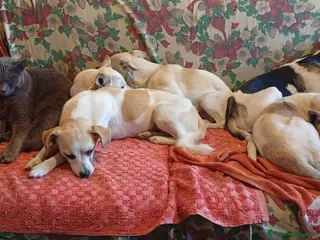 Meticcio cani regalo cani di piccola taglia - Annuncio 1