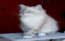 Siberiano gatti in vendita: Siberiani Neva Masquerade  a Provincia di Reggio Emilia - Immagine 2