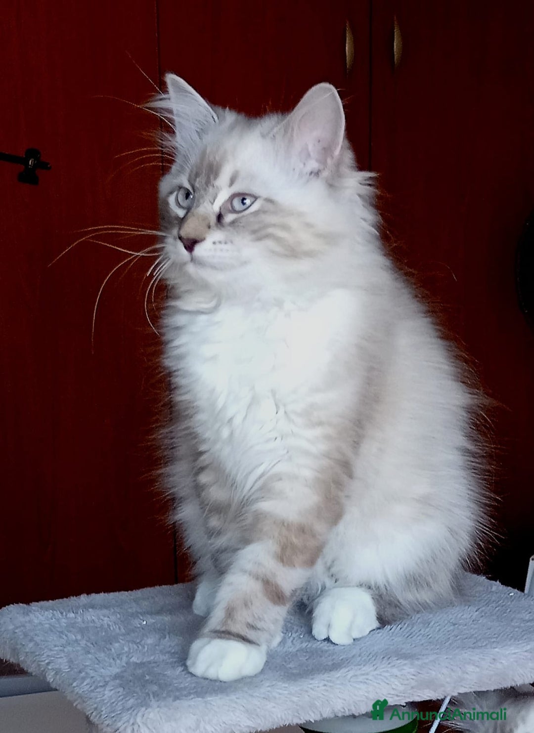 Siberiano gatti in vendita: Siberiani Neva Masquerade  a Provincia di Reggio Emilia - Immagine 2